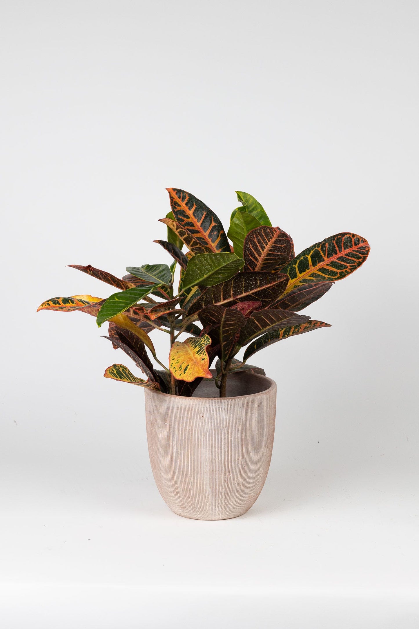 Planter U-shape combed t-cotta 8.5Dx8.5H whitewash
