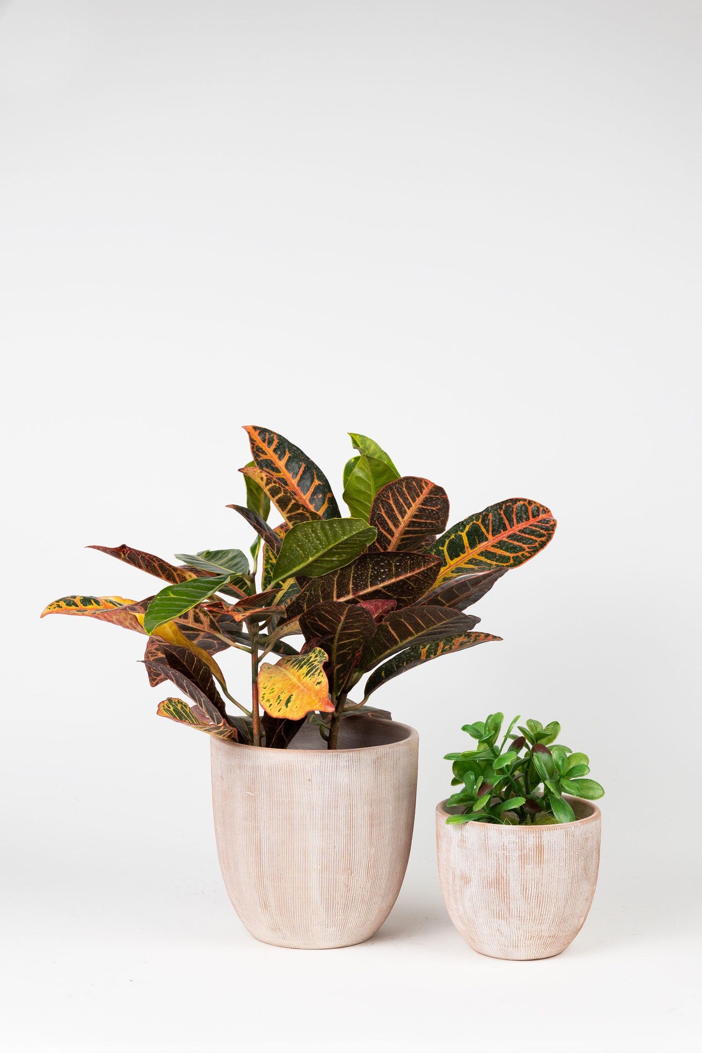 Planter U-shape combed t-cotta 8.5Dx8.5H whitewash