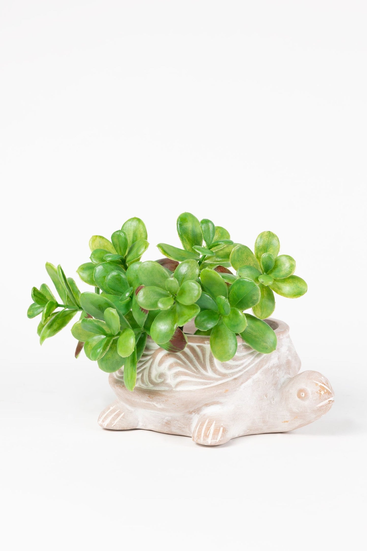 Planter turtle t-cotta 8Lx7H white wash