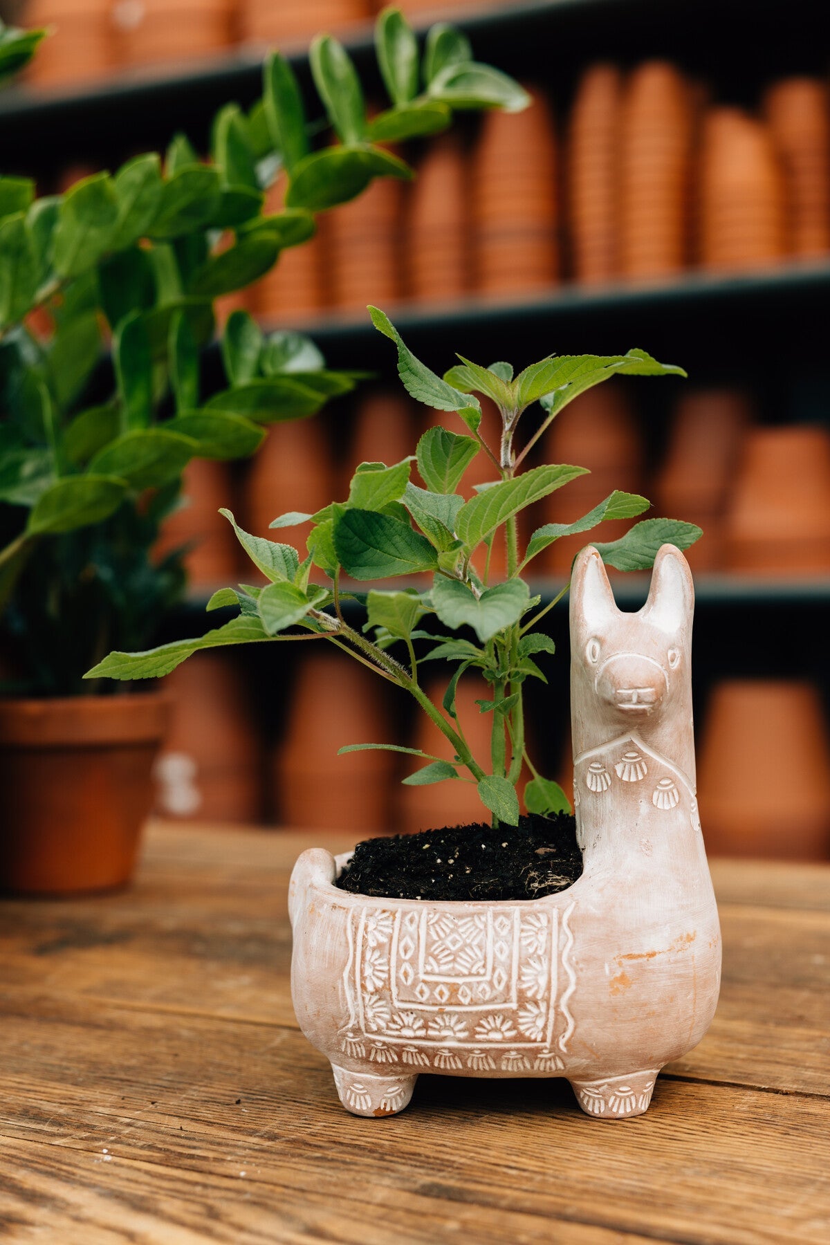 Planter M llama t-cotta 6.75Lx5.75Wx9H whitewash